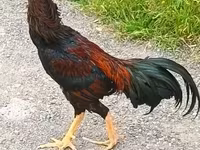 Chickens — 4-сурет