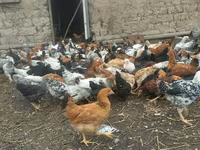 Chickens — foto 4