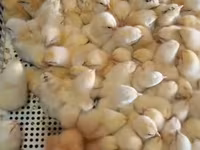 Chickens — फ़ोटो 3