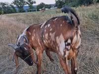 تيس, Nubian Goat — الصورة 4