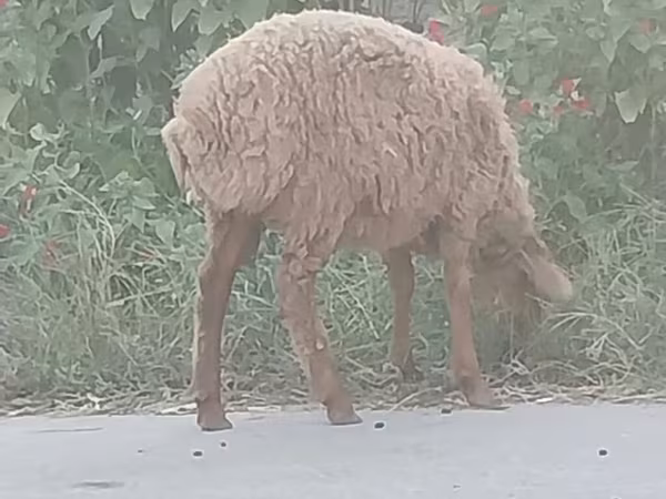 भेड़, भेड़