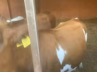Sigir, Swiss cattle — 3-rasm