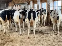 Kuh, Holstein-Rasse — Foto 1