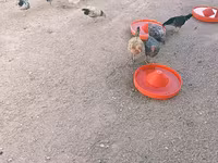 Chickens — الصورة 2