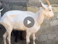 Goat, Goats — photo 3
