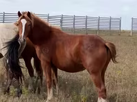 公马, Horses — 照片 1
