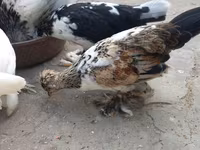 Japanisches Bantam — Foto 6