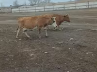 Kuh, Simmental cattle — Foto 2