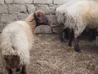 Widder, Blackheaded Persian sheep — Foto 4