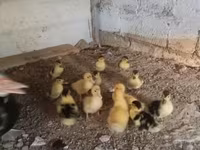 Ducks — Foto 1