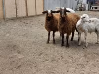 كبش, الأغنام — الصورة 8