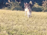 Caballos (lote, sexo no especificado), Caballos — foto 4