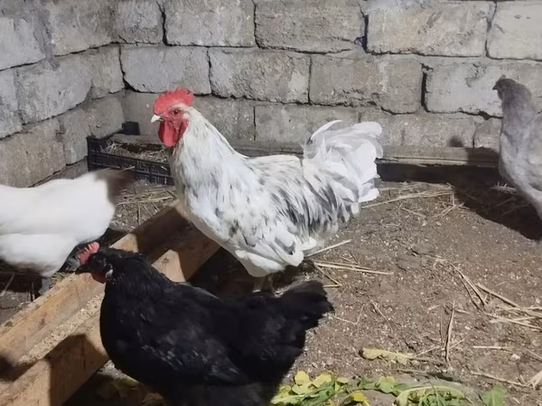 Australorp