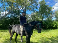 Horse (M), Anglo-Arabian — photo 1