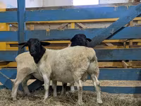Ram, Suffolk sheep — photo 1