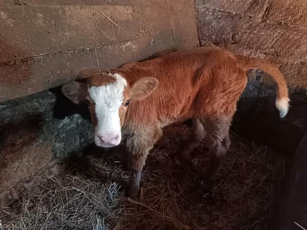 Kuh, Simmental cattle