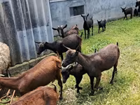 Ziege, Murcia-Granada goats — Foto 2