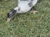 pato criollo doméstico — foto 4