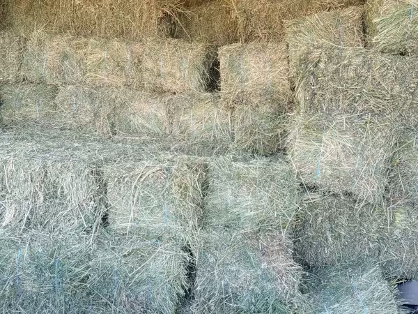 Vind baloți de lucerna 1 cosire-50lei/balot, a2-cosire 60lei balot.Sunt frunzoși și păstrați foarte