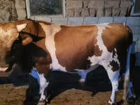 Buğa, Swiss cattle — foto 2