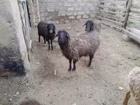 نعجة, الأغنام — الصورة 1