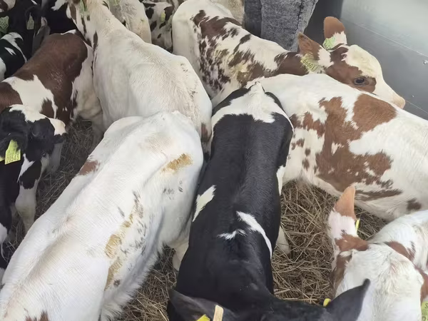 Bulle, Simmental cattle
