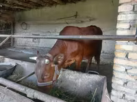 公牛, Red Estonian cattle — 照片 3