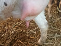 Ziege, Ziegen — Foto 5