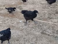 Chickens — الصورة 2