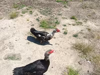 Ducks — 3-сурет