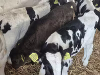 Toro, Raza Holstein — foto 1