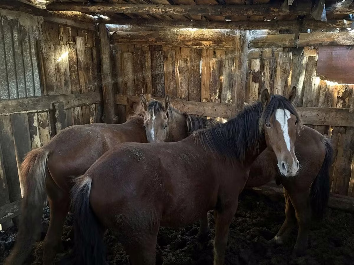 Pferde (Partie, Geschlecht nicht angegeben), Horse breed