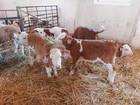 Бұқа, Simmental cattle — 1-сурет