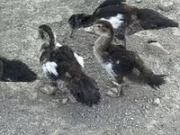 Ducks — foto 5
