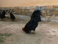 أوسترالورب — الصورة 4