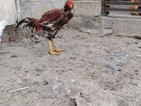Chickens — Foto 2