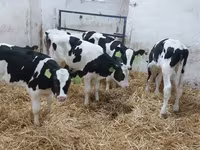 Bulle, Russian Black pied cattle — Foto 1