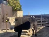 母牛, Latvian Blue cattle — 照片 1