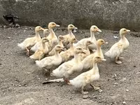 American Pekin — Foto 2