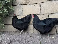 أوسترالورب — الصورة 4