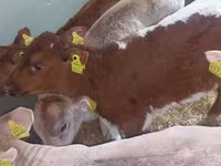 Bulle, Simmental cattle — Foto 6