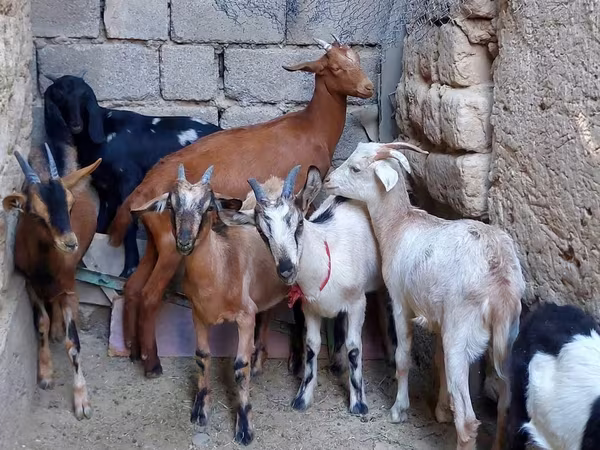 Dişi keçi, Alpine goat
