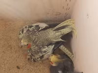 Məhsul: Nimfa (Cockatiel) tutuquşuları və qəfəs dəsti Təsvir: - 2 — फ़ोटो 3