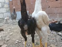 Chickens — الصورة 4