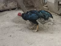 Chickens — Foto 2