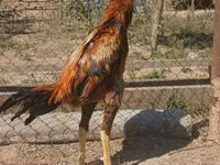 Chickens — foto 2