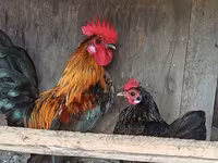Chickens — foto 1