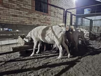 Ziege, Saanen goat — Foto 4