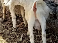 公山羊, Goats — 照片 3