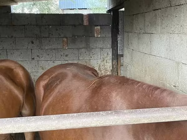 Hengst, Kazakh horse
